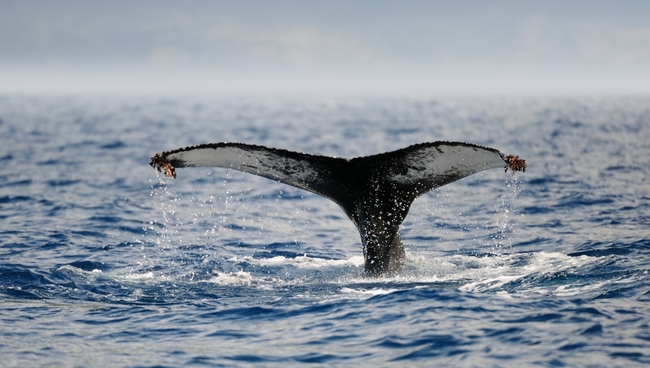 Humpback whale off the coast of Pico Island, Azores.jpg