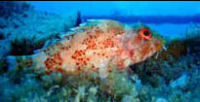 scorpionfish diving azores