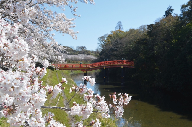 Cherry blossoms, Japan CREDIT Sian Lewis.JPG