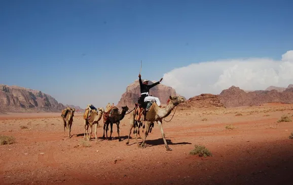 camels in wadi rum
