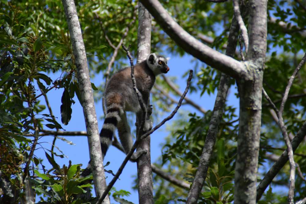 Spotting lemurs amongst the trees.JPG