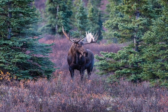 Spotting moose in the Alaskan wilderness, USA ©Getty Images.jpg