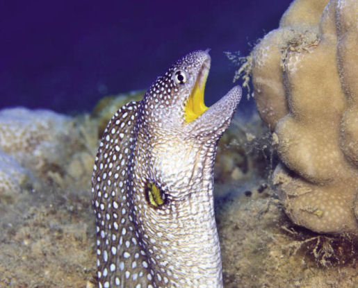 moray eel learn to dive
