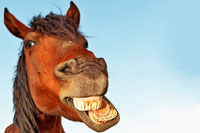horse-2