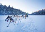 dogsledding tour 2 web