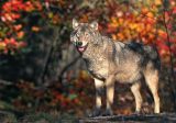 timber wolf web