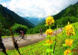 local flora high up in the mountains fotos ftva pedalier