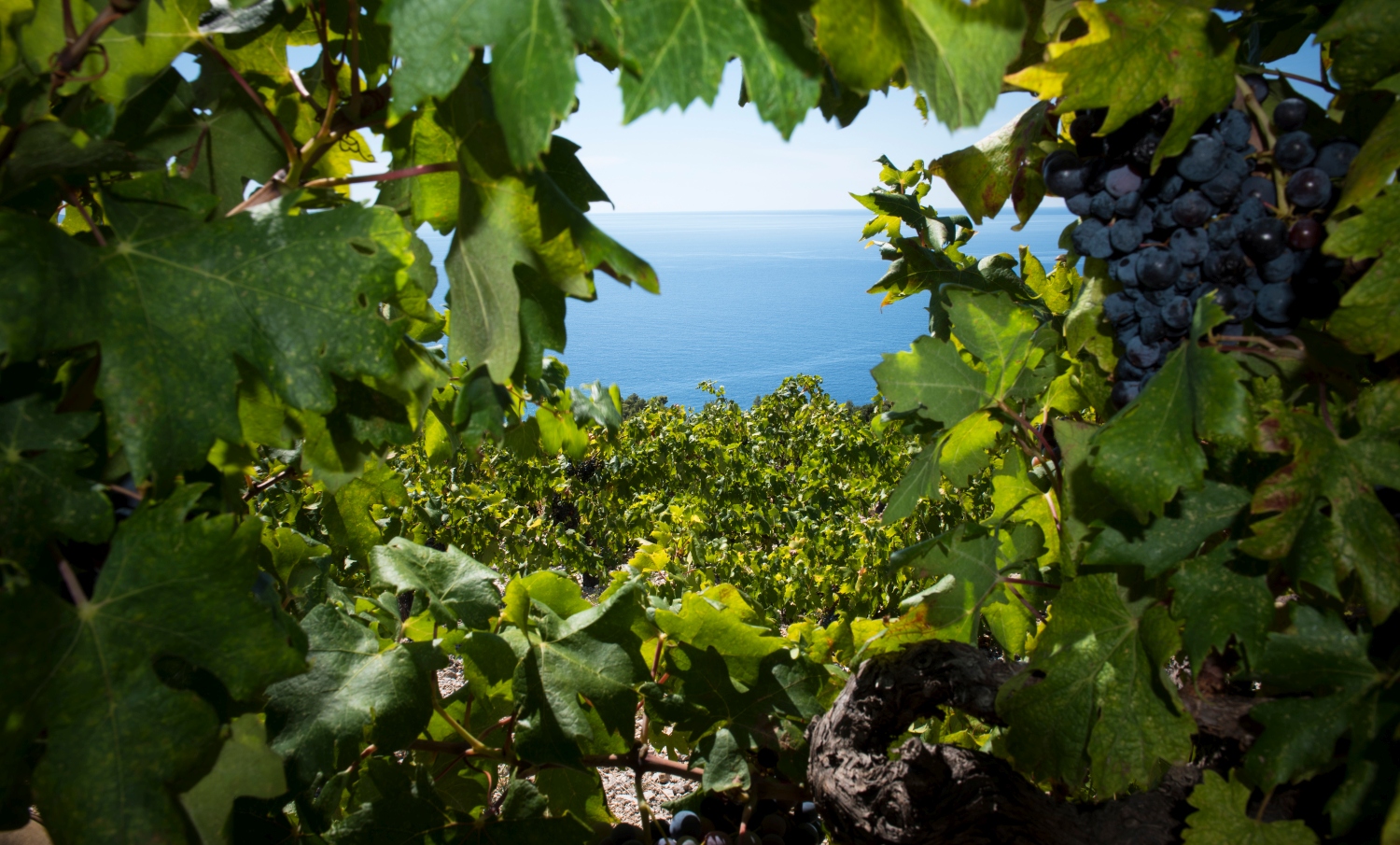 grapes-croatia