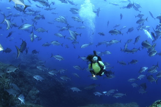 Diving the Formigas e Dollabarat, Azores CREDIT ATA.jpg