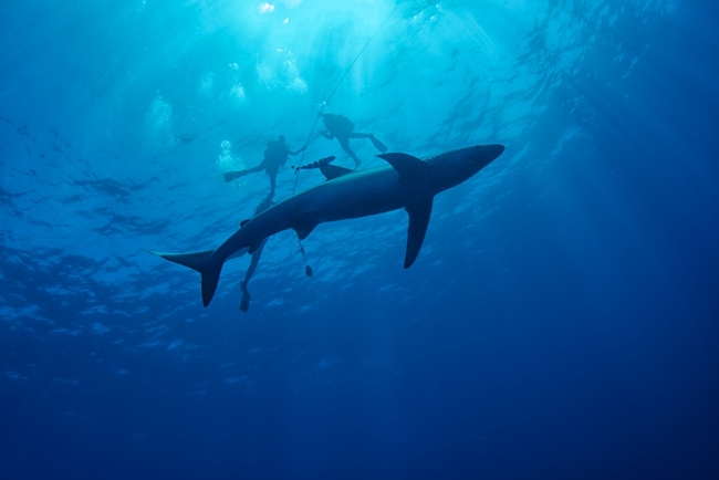 Diving with blue sharks off Pico, Azores_web.jpg