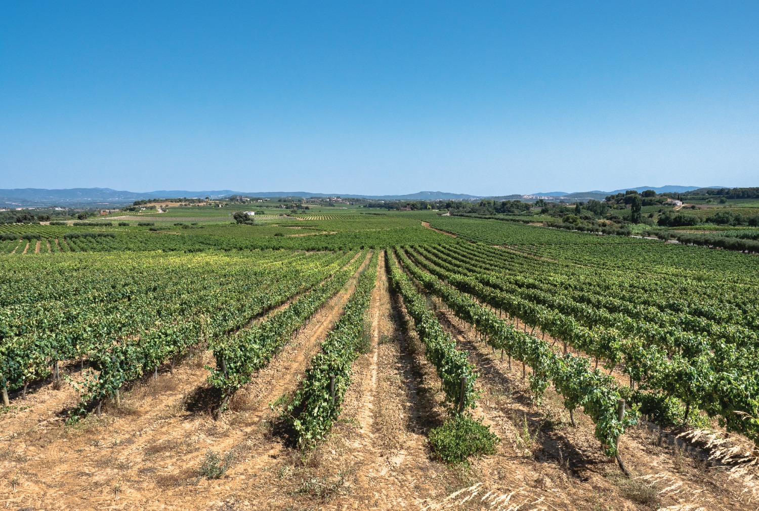 vineyards-catalonia