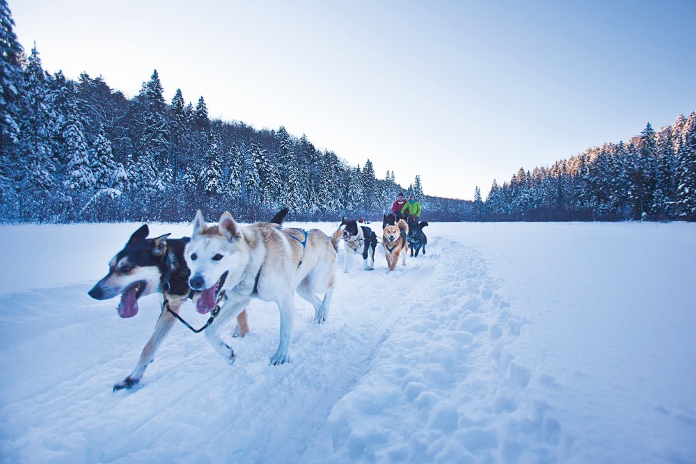 Dogsledding tour 2_web.jpg