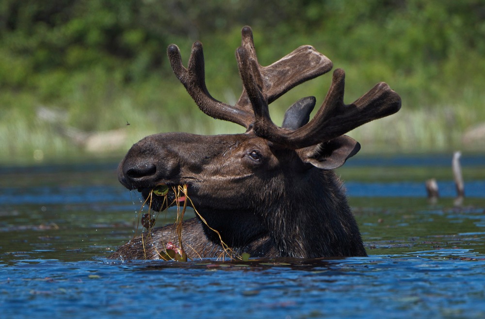 moose_web.jpg