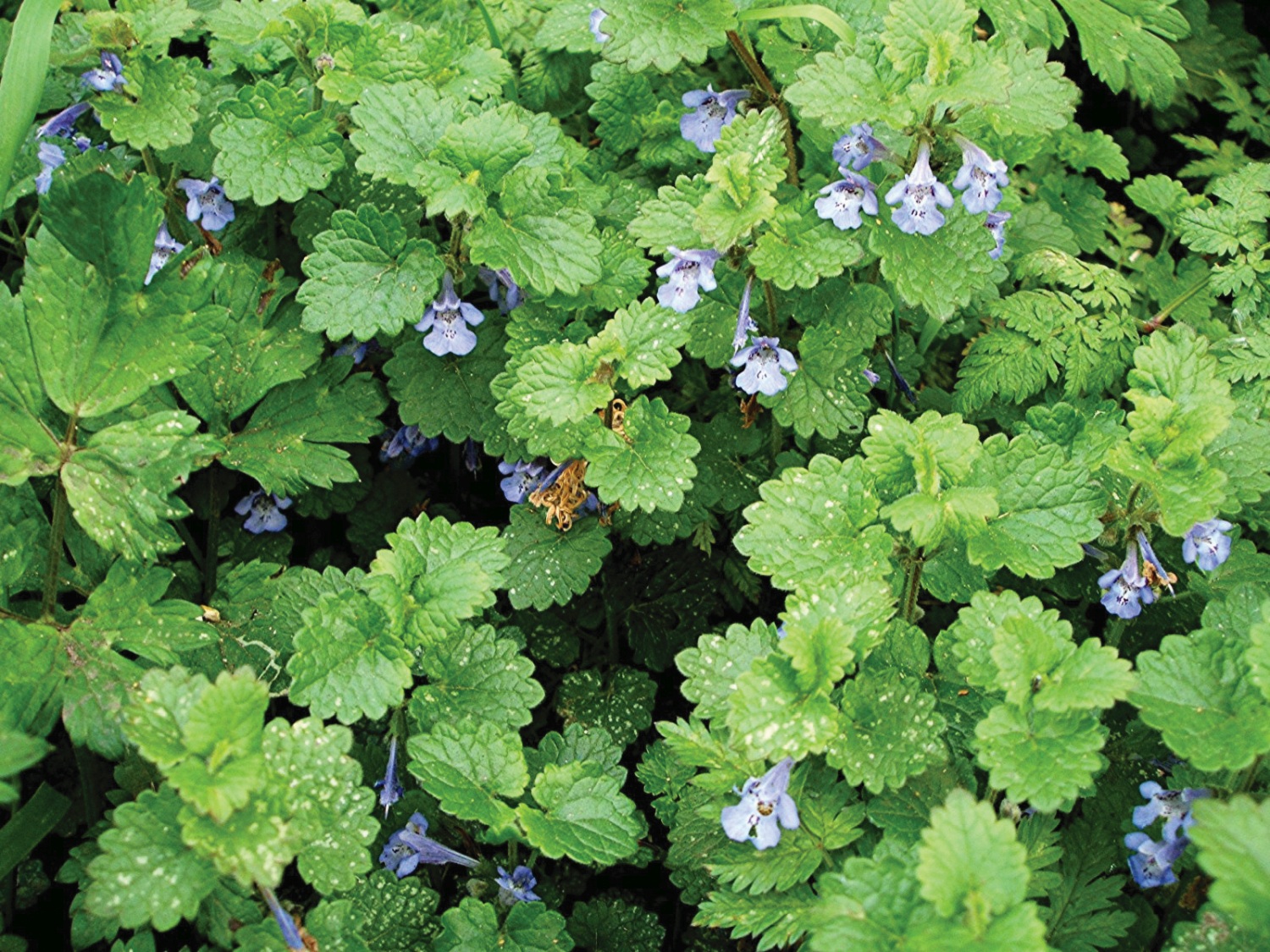 ground-ivy