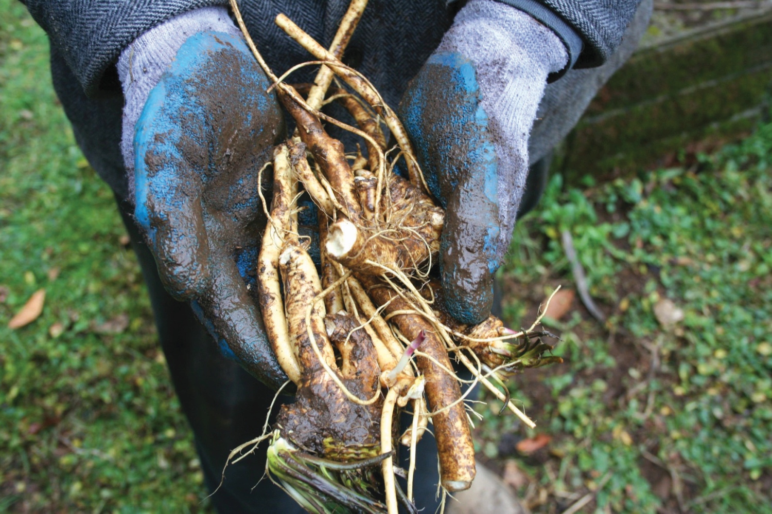 wild-horseradish