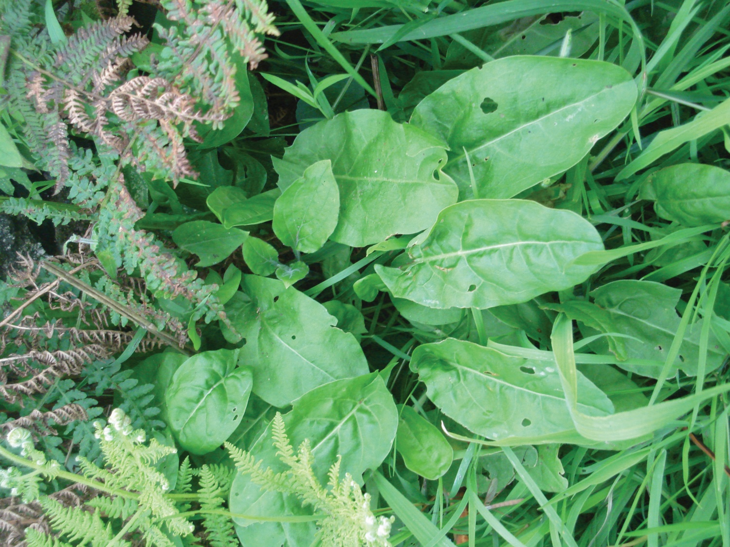 wild-sorrel