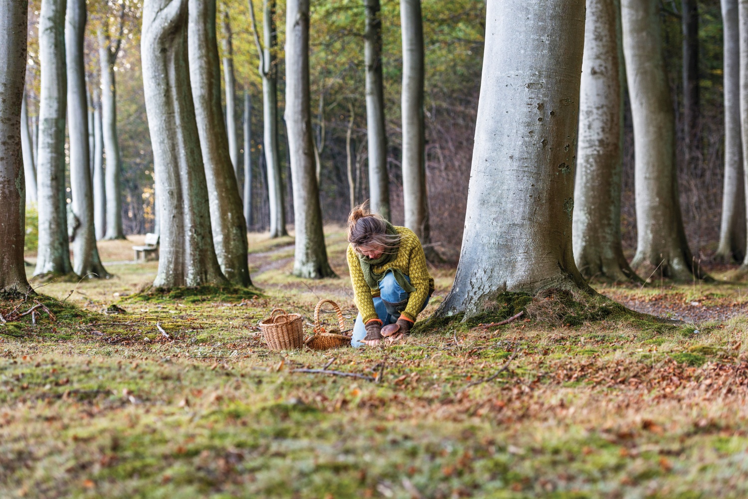 foraging in the woods