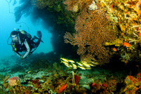 Scuba-Diver-St-Lucia