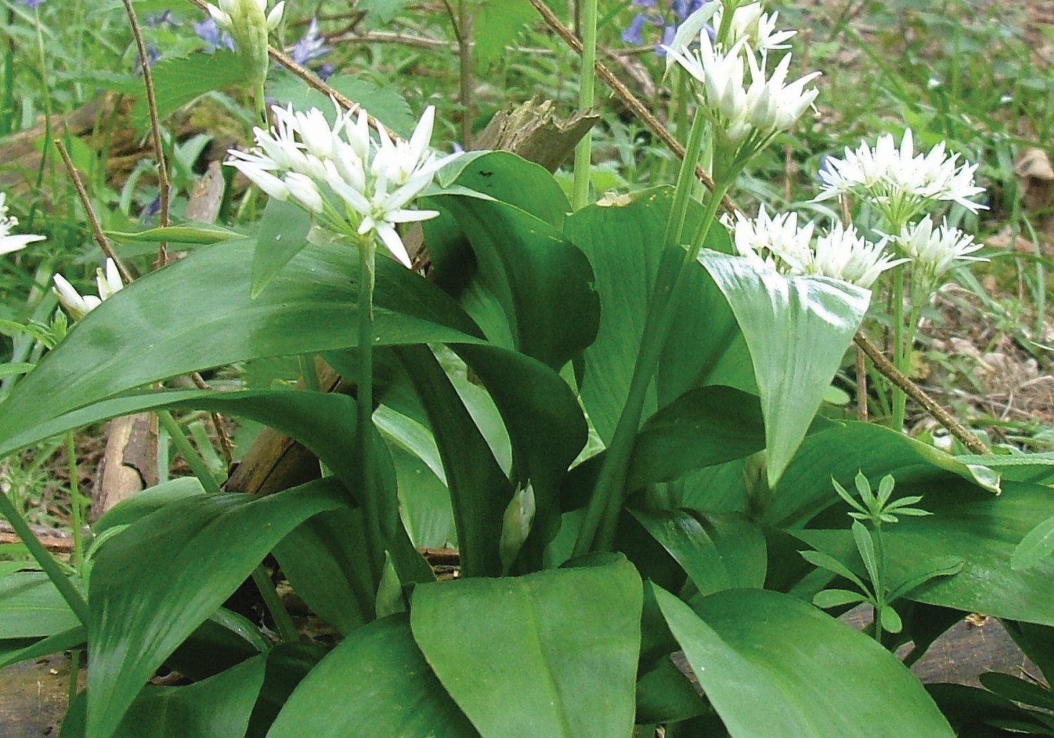 wild-garlic