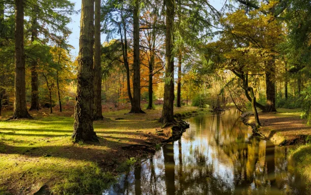 The New Forest UK CREDIT iStock allou crop