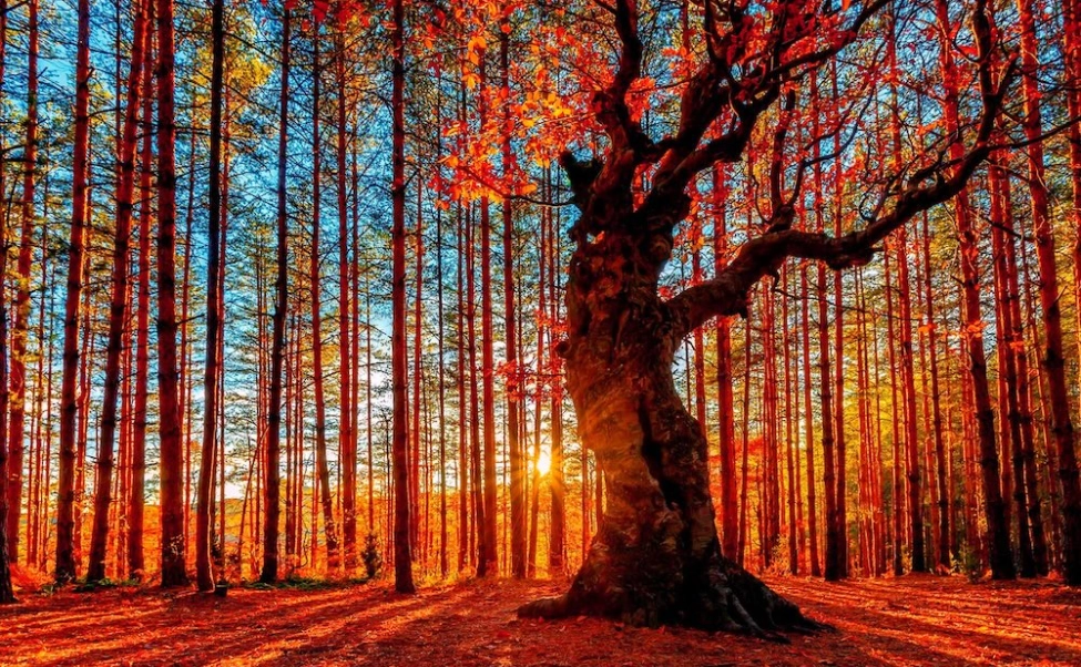 Autumn forest light