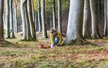 foraging in the woods