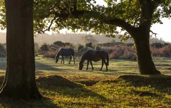 the beautiful woodland landscape of the new forest and its wild horses web