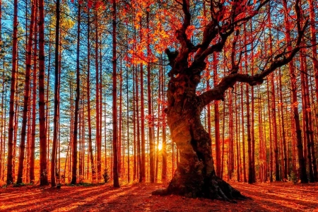 Autumn forest light