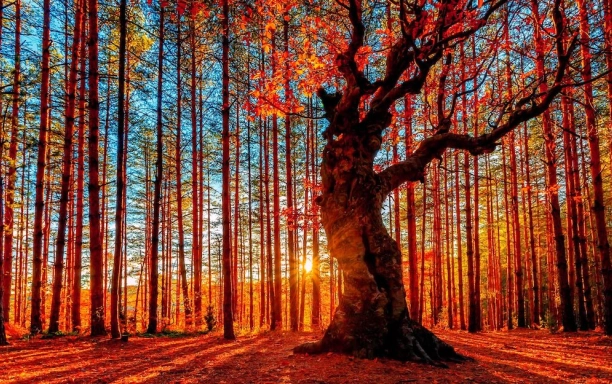 Autumn forest light