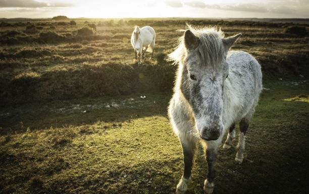 new forest national park ponies