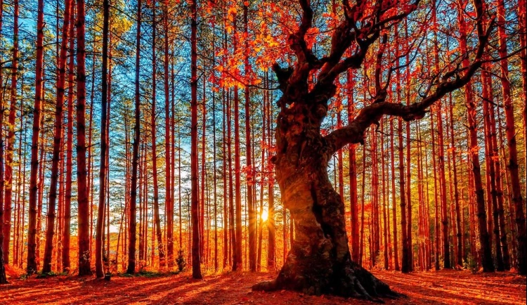 Autumn forest light