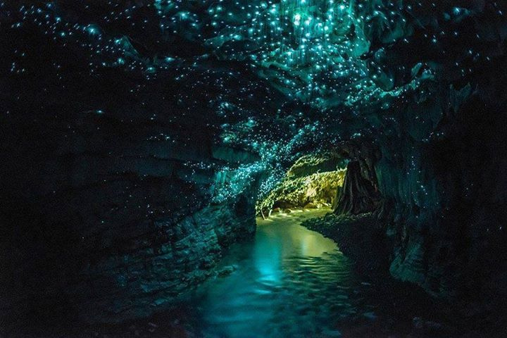 10 Best Things to Do on a Gap Year in New Zealand glowworm