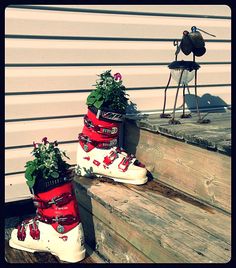 We hope these ski boots have been used as plant pots, and it's not just  some out of control fungus growing during the off season