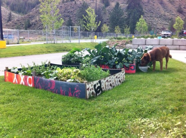 These old snowboards have been used to edge vegetable patches