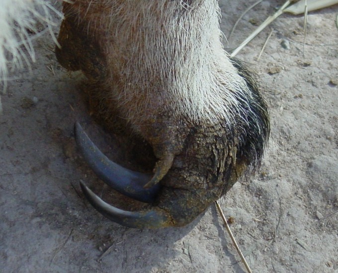 Anteater claw