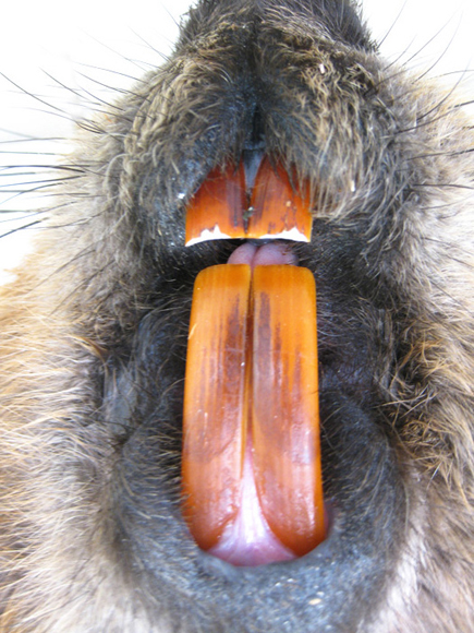 Beaver Teeth
