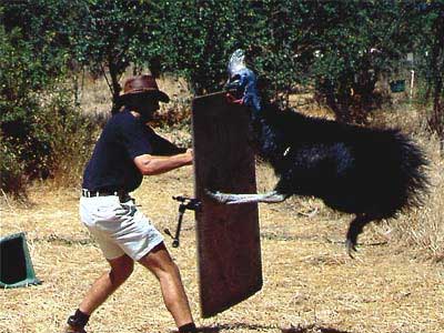 cassowary-attack