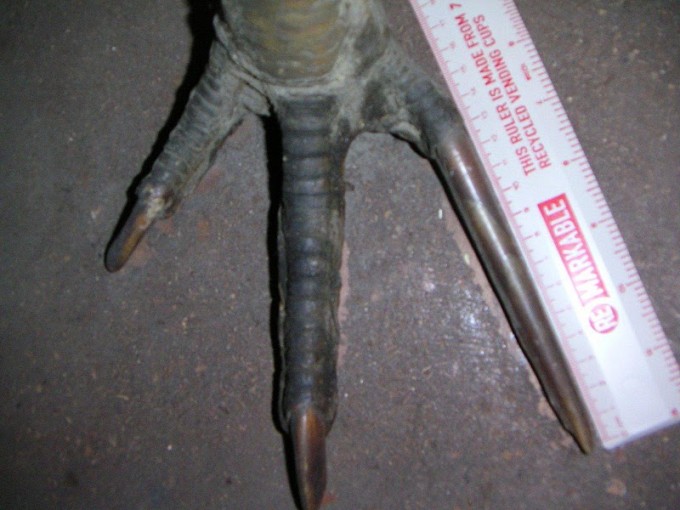Cassowary claw