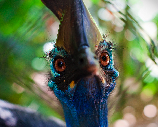 Cassowary