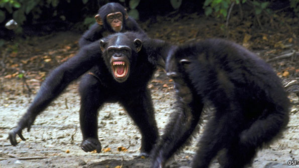 Chimpanzee attack