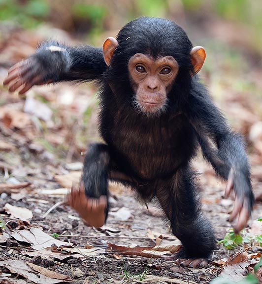 Cute chimp