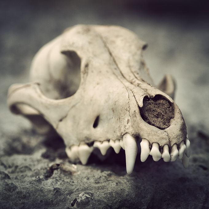 Photo: deviantart