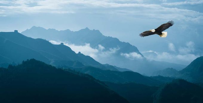 Eagle Bird
