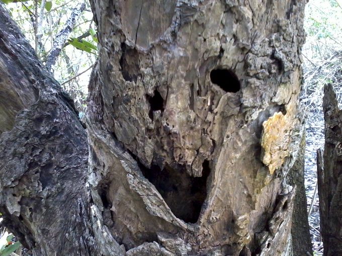 Photo: mangroveexplorer.wordpress.com.