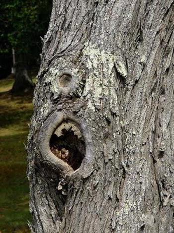 Photo: smosh.com.