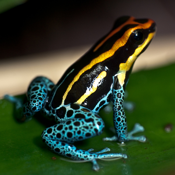 poison-dart-frog
