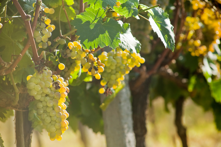 mar de frades winery tour galicia