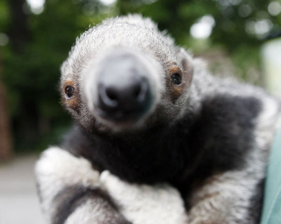 Giant anteater