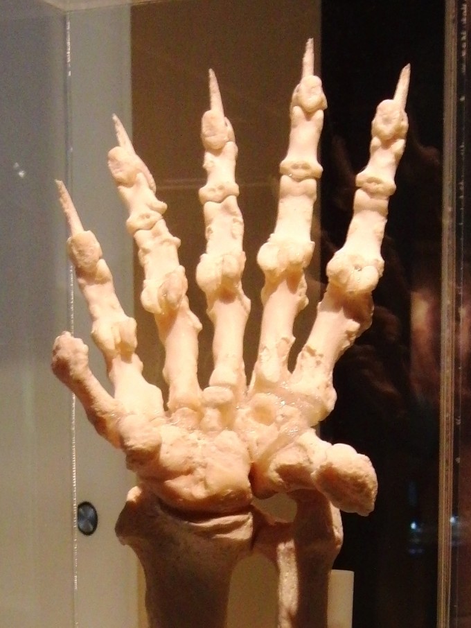 Giant_panda_Left_hand_Bone_2