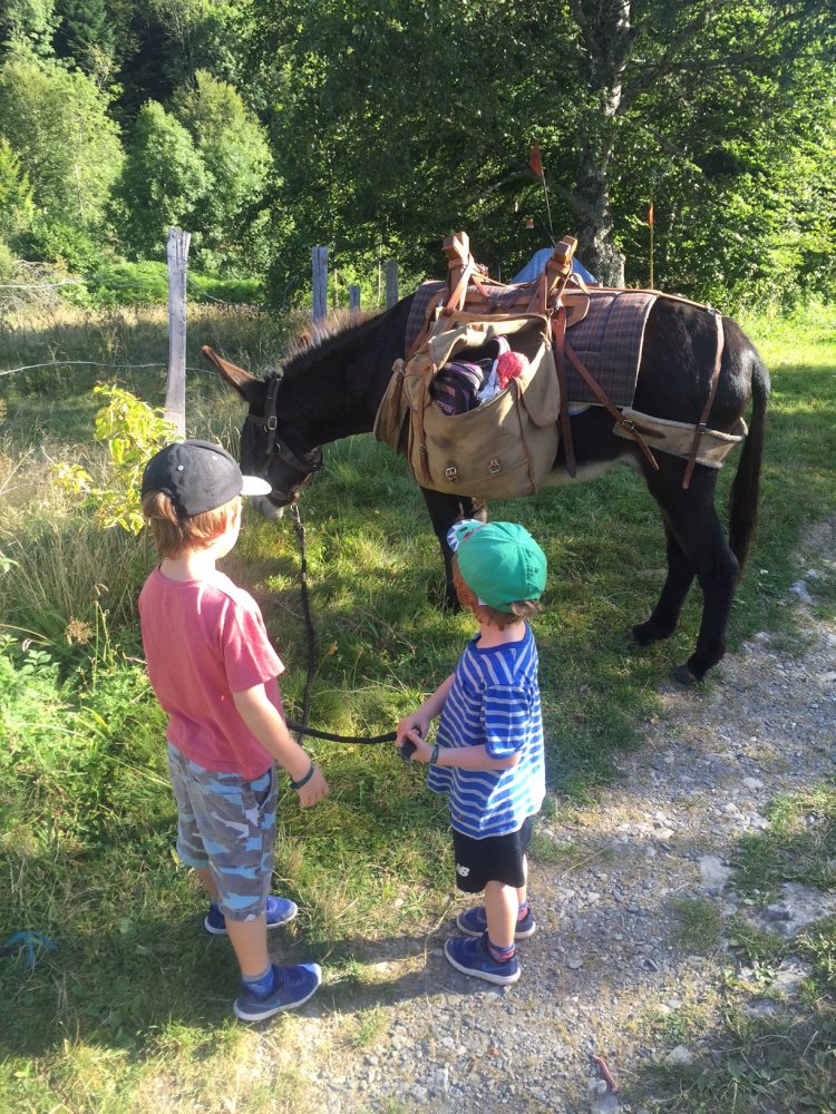 donkeyadventure14